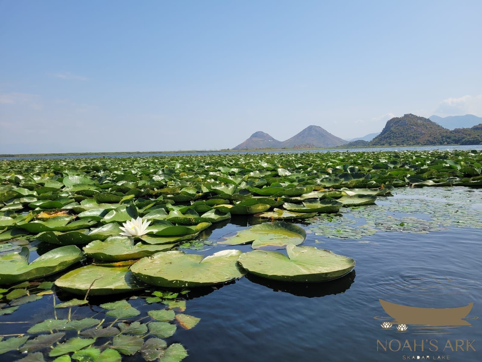 beautyful waterlily