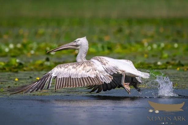 Pelicans