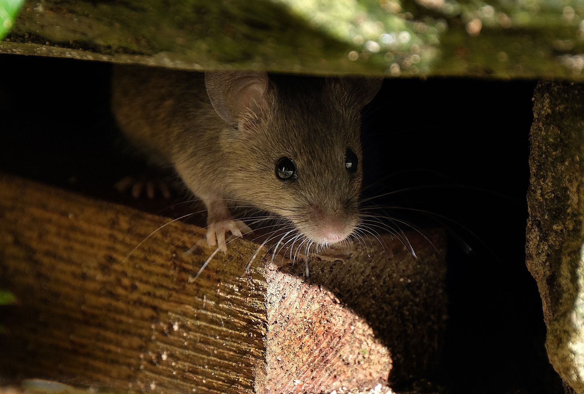 Mouse peeking out of a dark hole in a wooden structure, looking directly at the viewer.