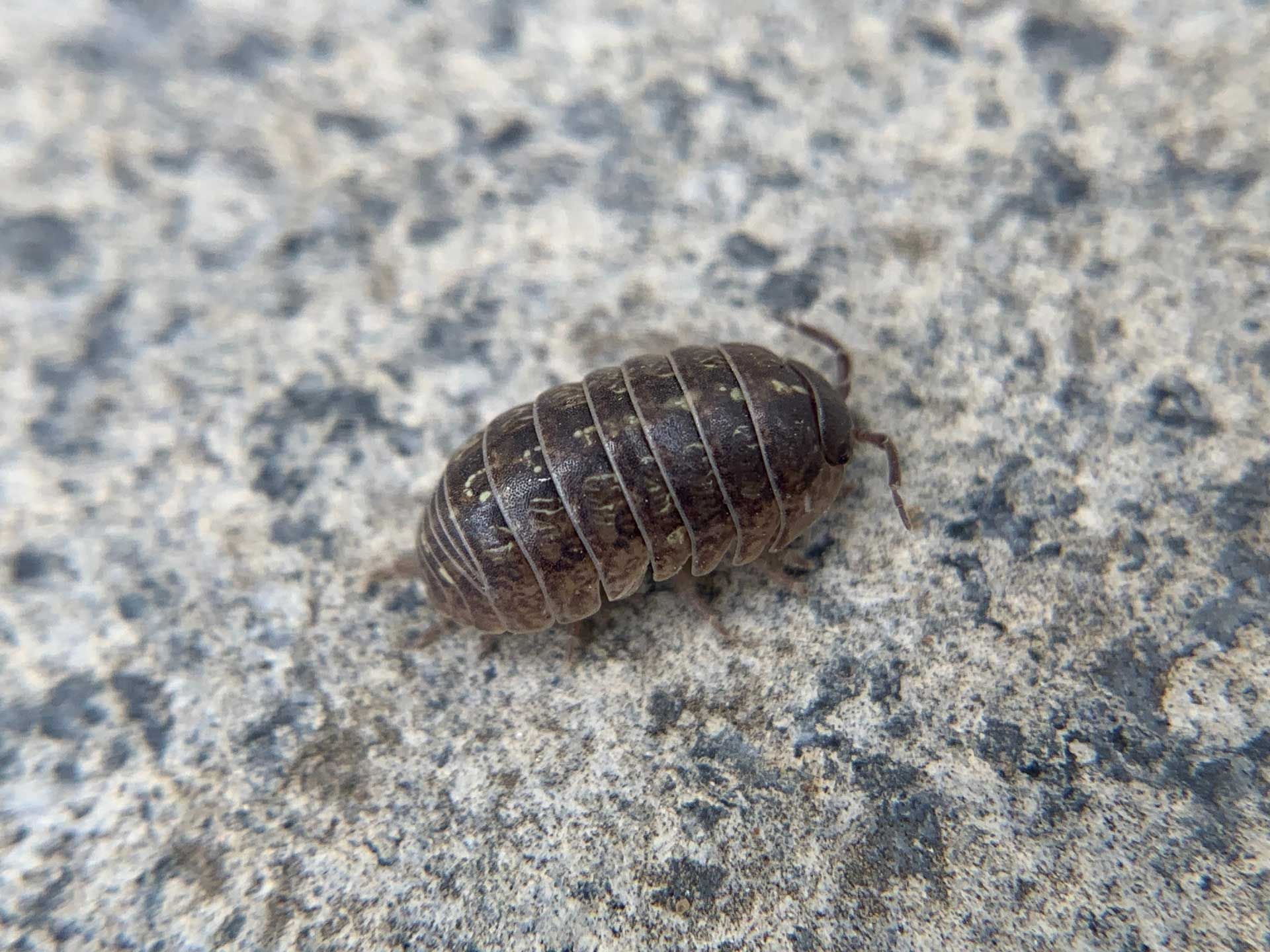 Brown pillbug on a grey, textured surface.