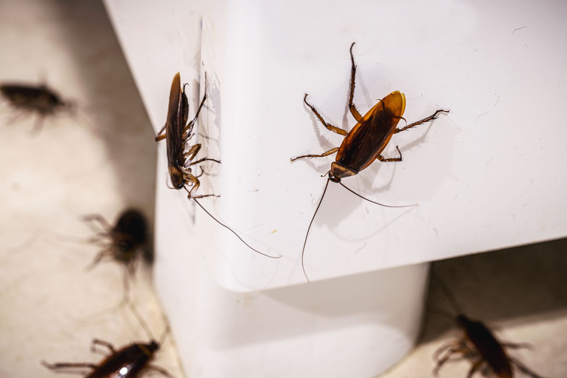 Cockroaches crawling on and around a white surface.
