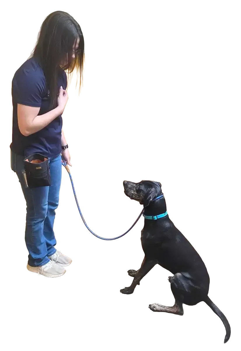Woman training a black dog on a leash in a white studio
