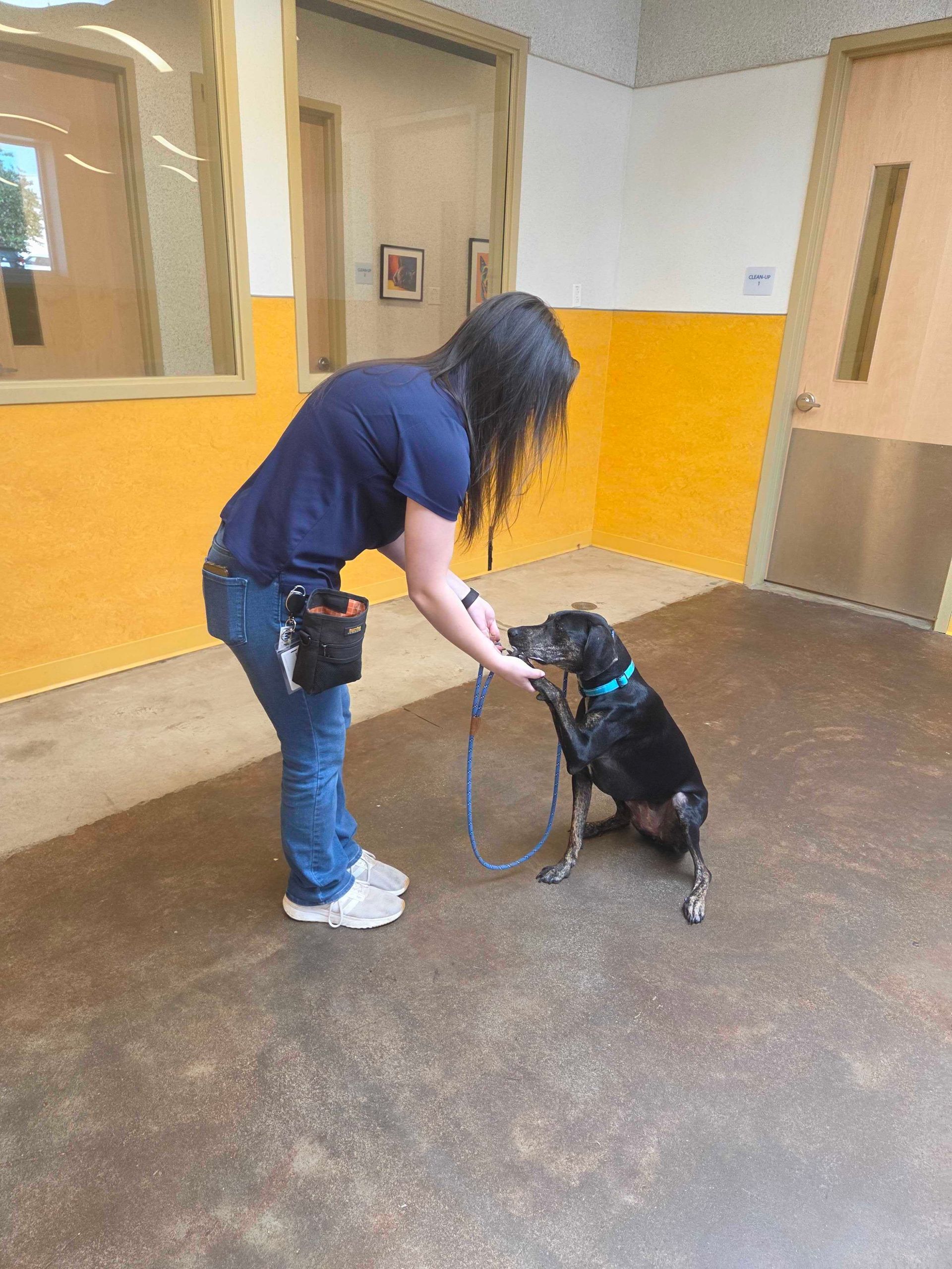 Person kneels to pet a seated black dog in a hallway with yellow walls and brown floor.