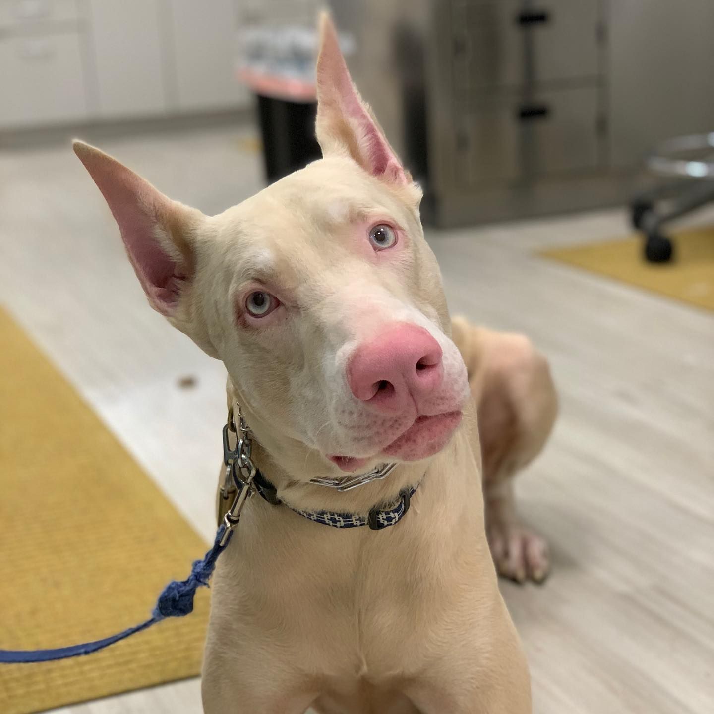 Cream-colored dog with large ears and pink nose sitting indoors on a leash, looking up
