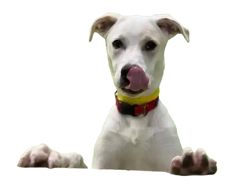 White dog with a red collar peeking over a surface, licking its nose.
