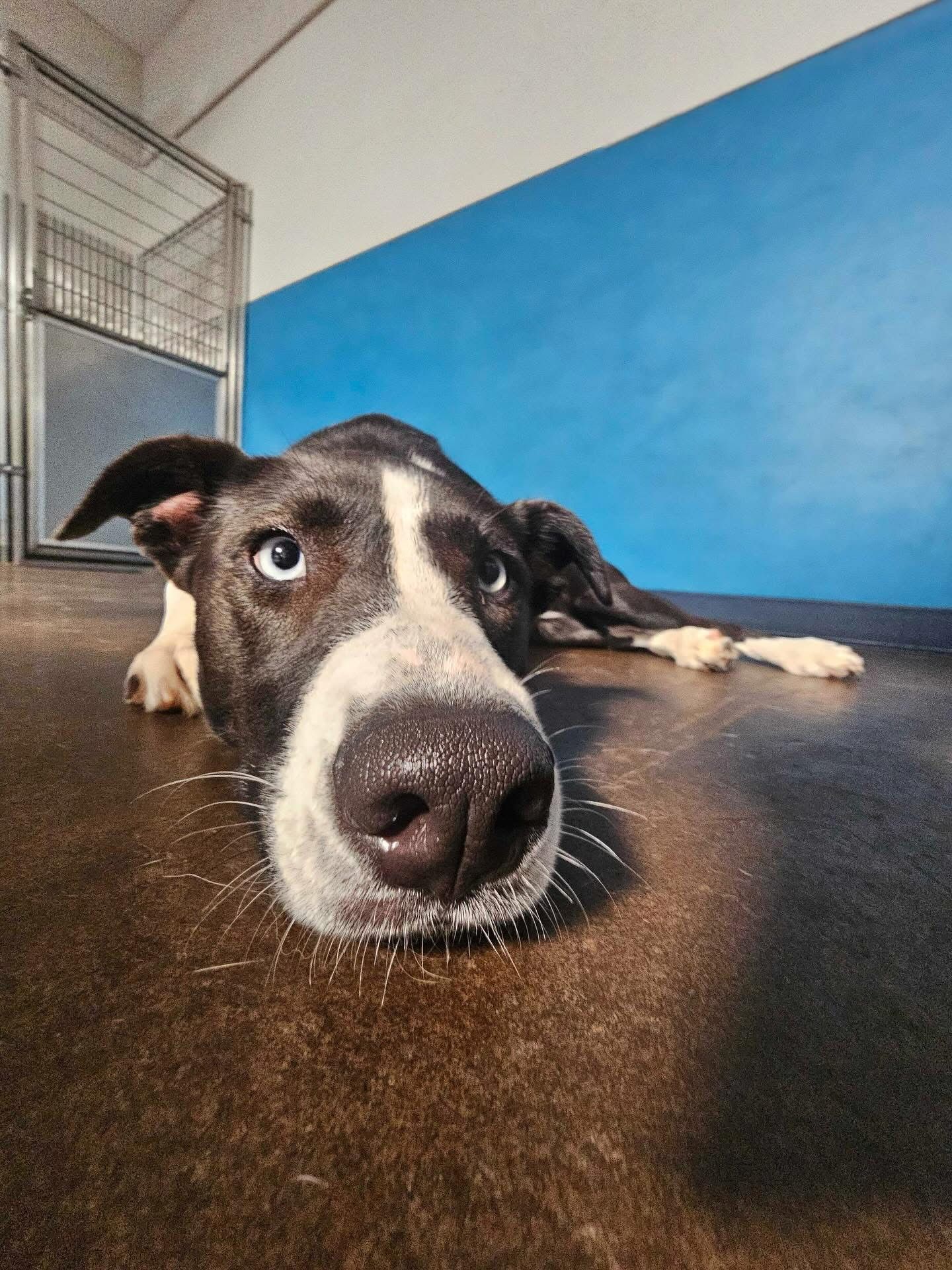 Black dog with red collar licking a person’s hand while reaching a paw up indoors