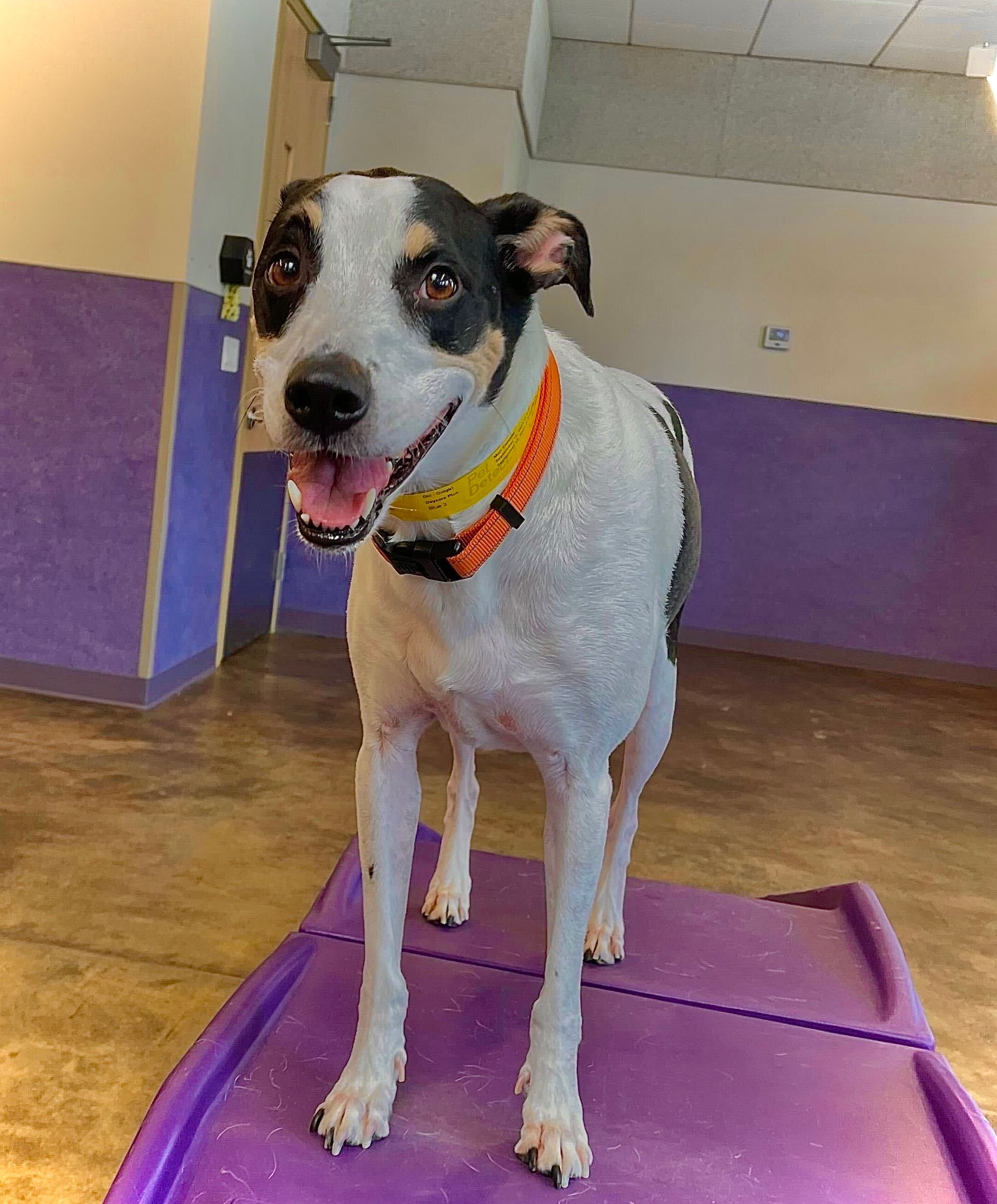 White dog with black markings and orange collar standing on a purple mat indoors, looking at the camera