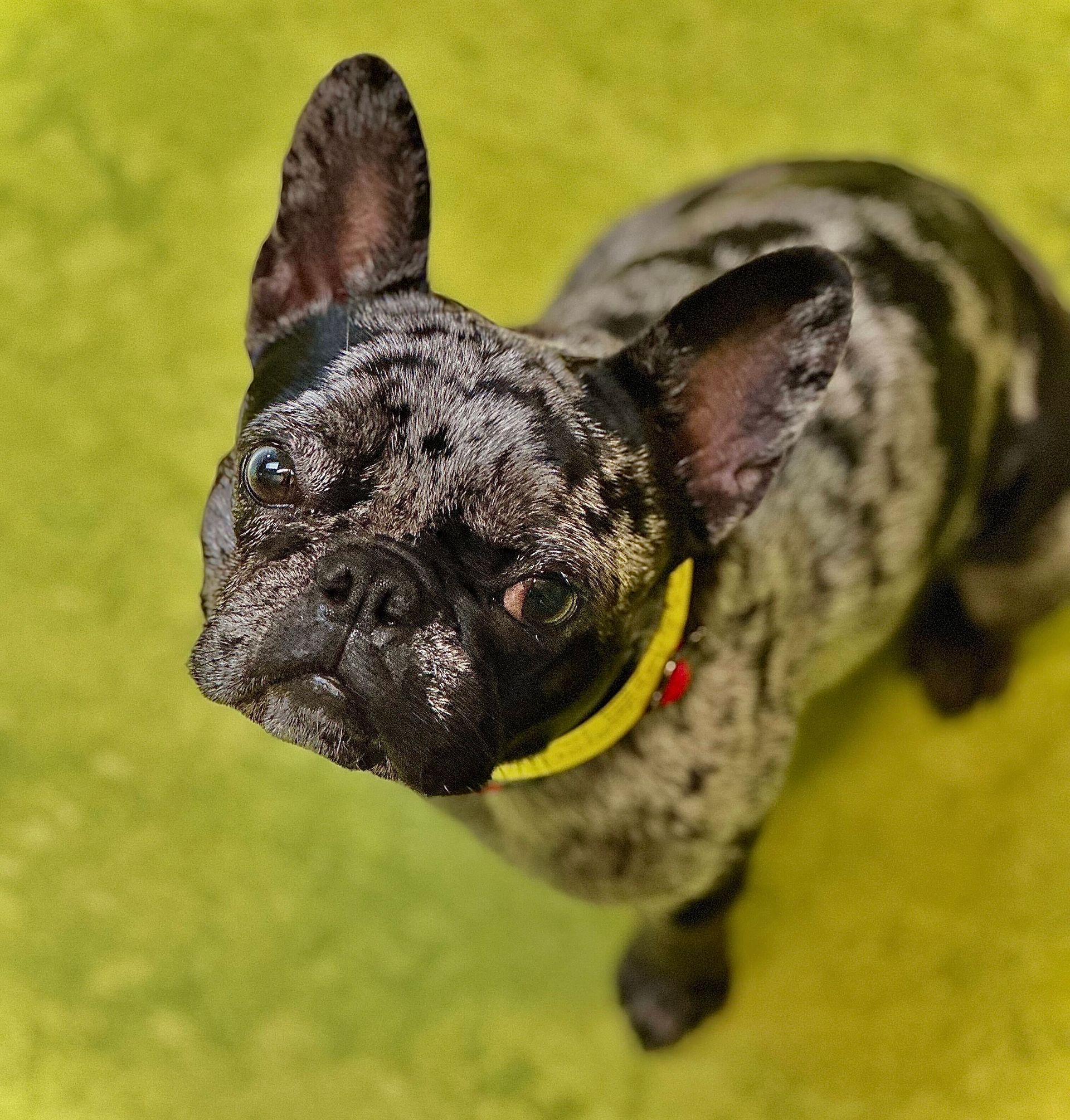 Merle French bulldog looking up on green grass, wearing a yellow collar