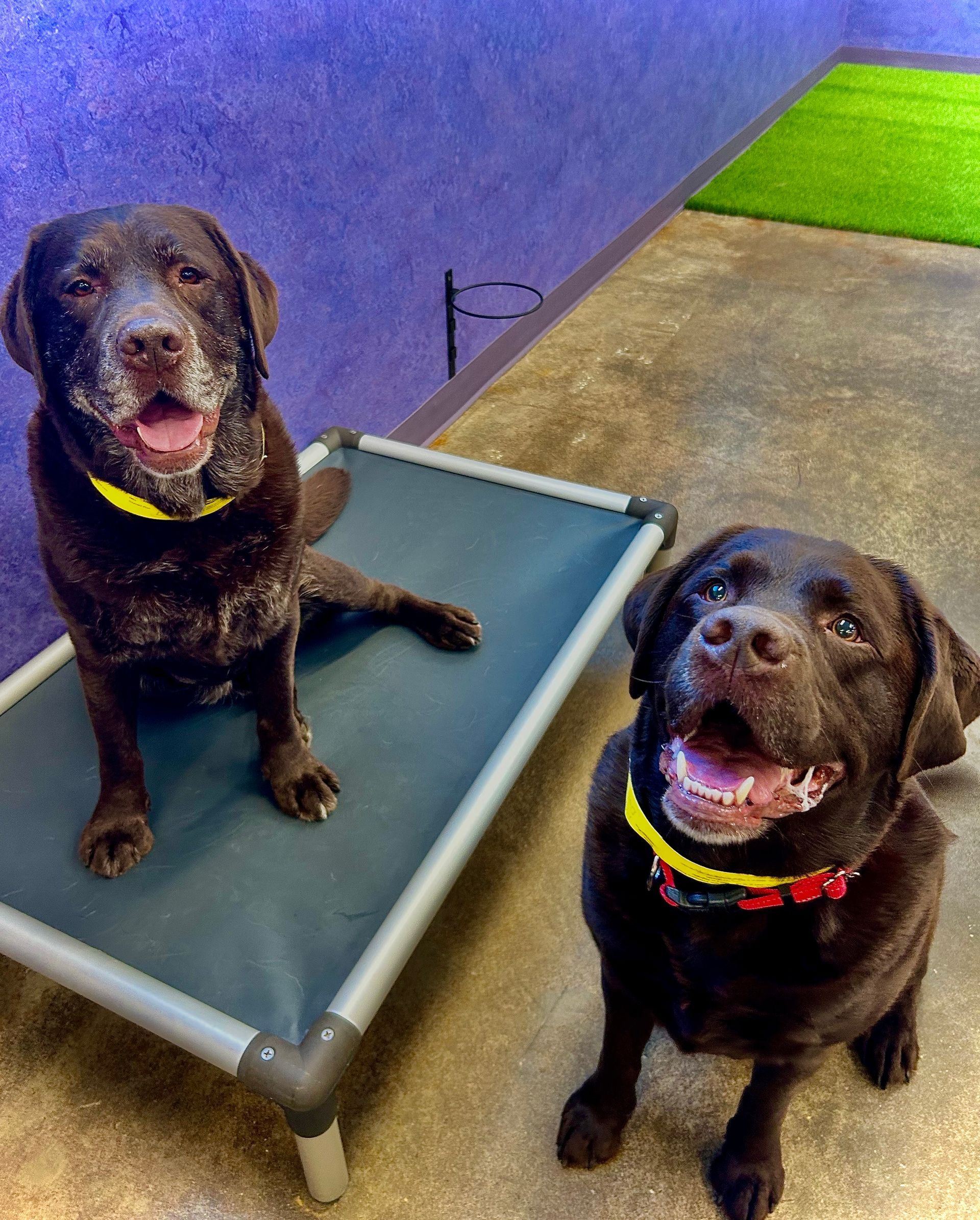 Two happy brown dogs sitting indoors on raised beds, one on a cot and one on the floor.