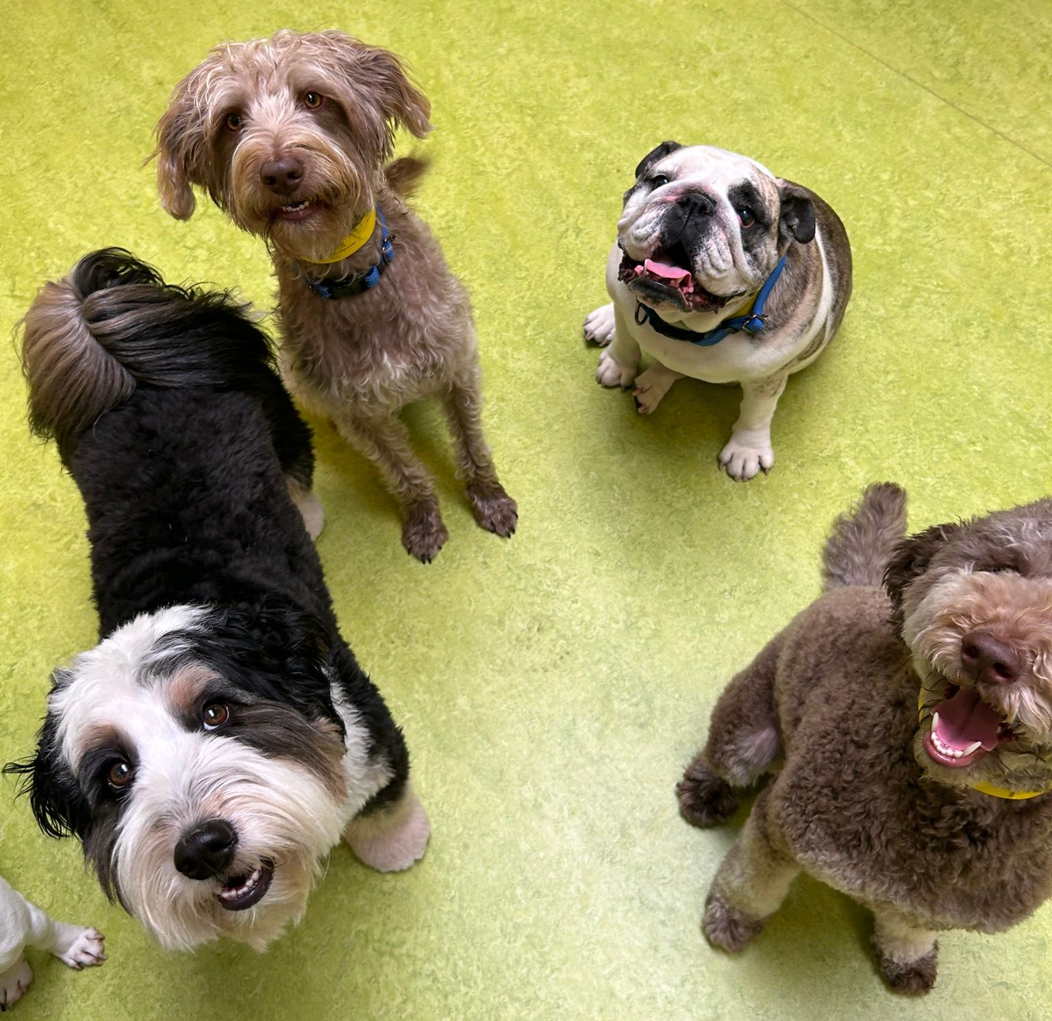Five dogs sitting on green grass, looking up at the camera, including a pug and a small brown terrier.