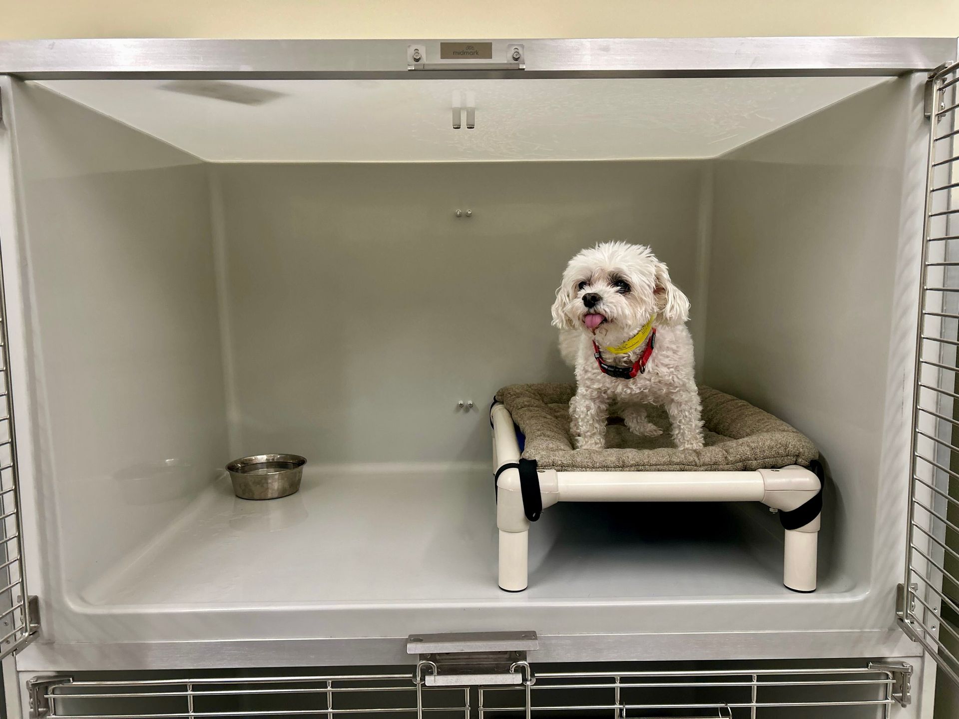Dog boarding area