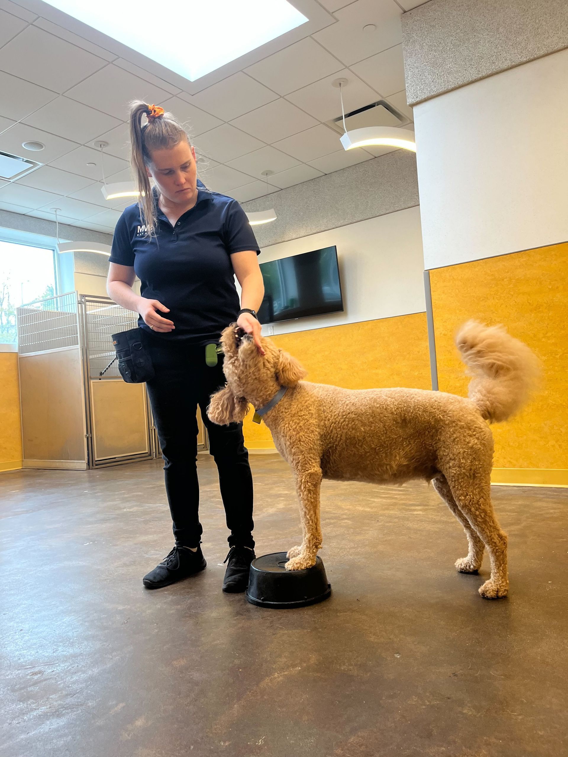 Woman standing with a poodle in a training room, the dog balancing on a bowl-shaped platform.