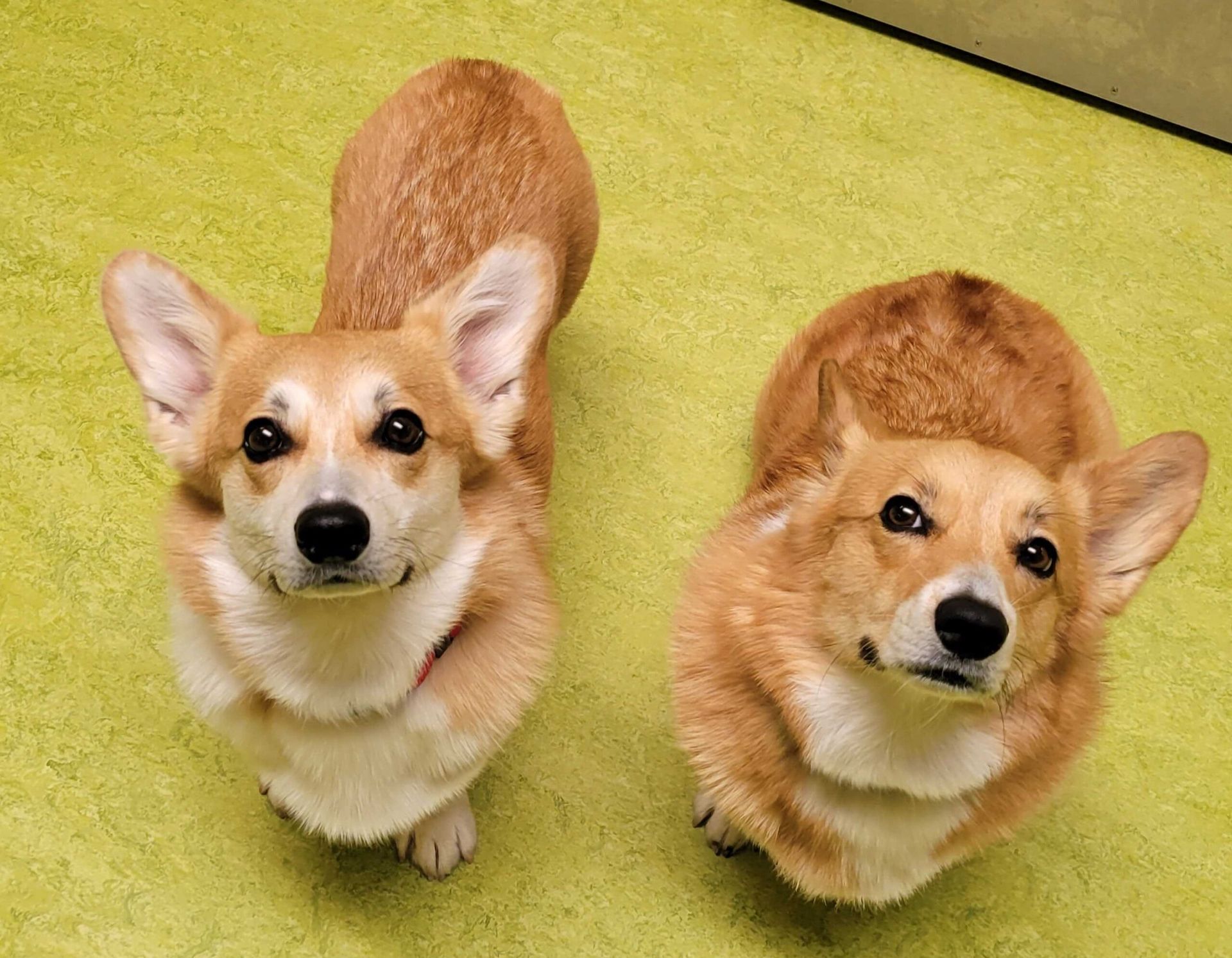 Two corgis looking at the camera during a group dog training lesson.