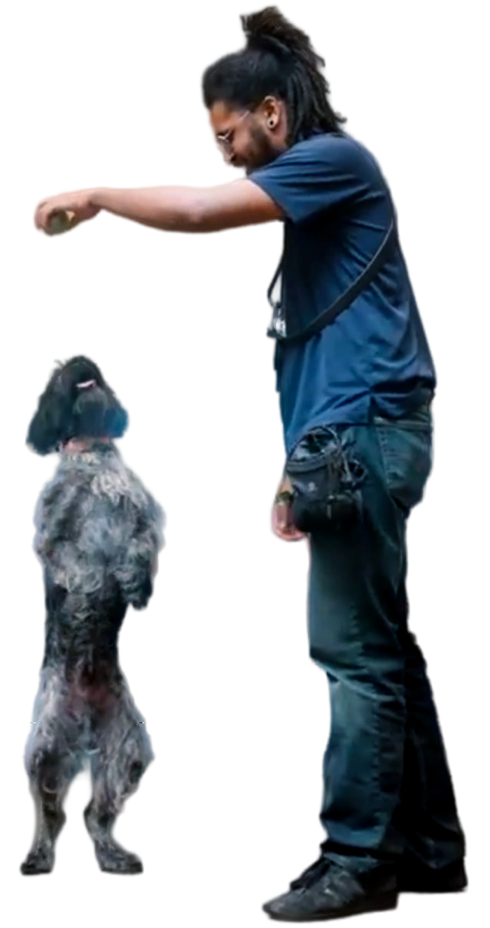 Man standing with arm extended toward a small dog rearing up on its hind legs against a white background