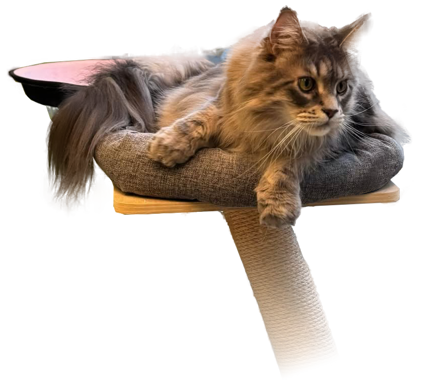 Fluffy brown cat lounging on a gray cat tree perch, looking to the side.