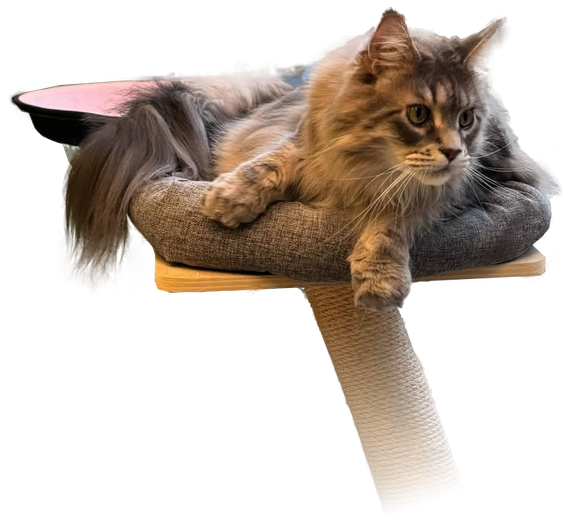 Fluffy brown cat lounging on a gray cat tree perch, looking to the side.