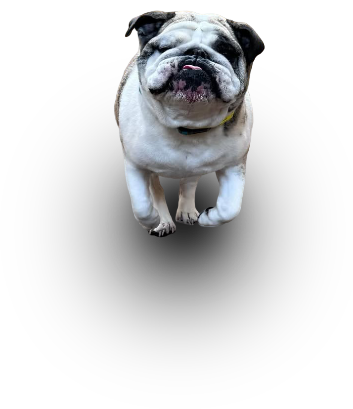 White and brown bulldog standing on a plain white background, facing forward.