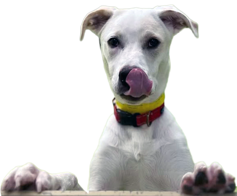 White dog licking its nose, wearing a yellow and red collar, peeking over a ledge.