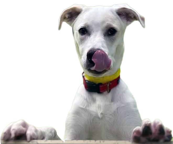 White dog licking its nose, wearing a yellow and red collar, peeking over a ledge.