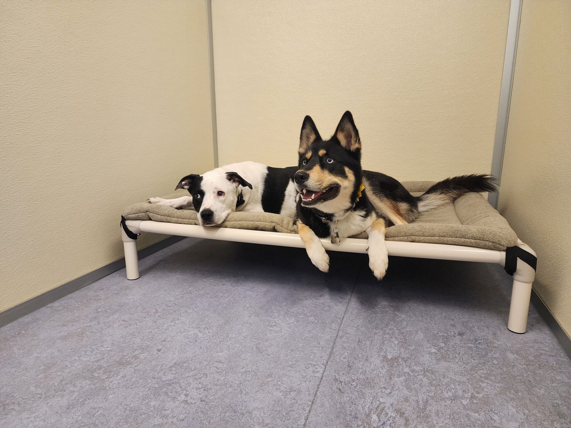 Dog boarding area