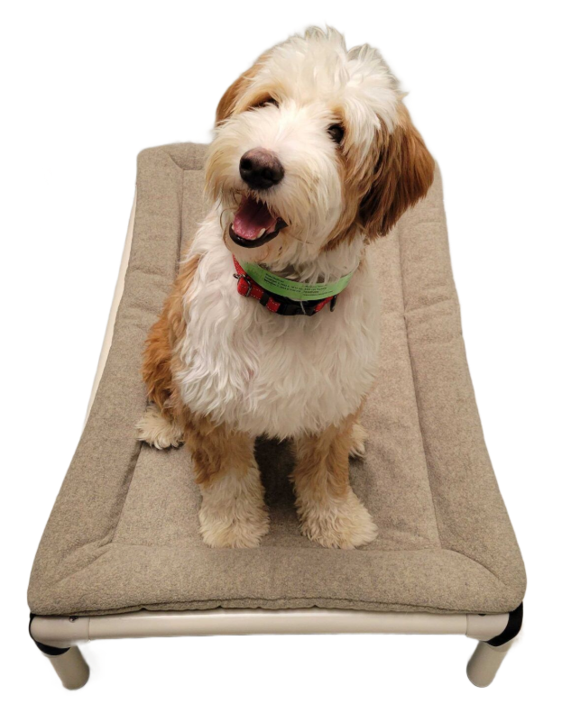Fluffy tan and white dog sitting on a beige pet bed, looking up with mouth open.