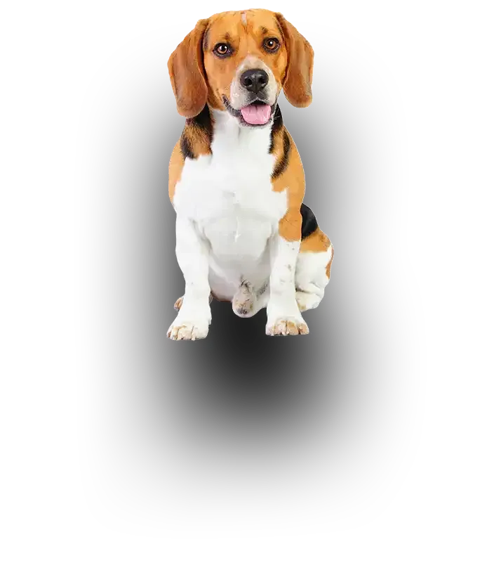 Beagle sitting on a white background with a soft shadow beneath it