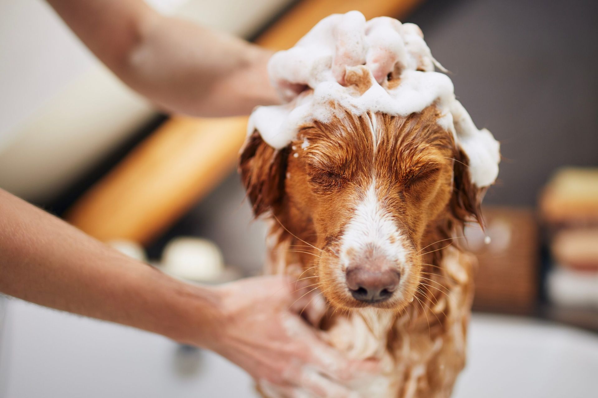 Wet brown dog getting a bath with soap on its head and face