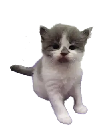 Small gray-and-white kitten sitting on a white background, looking sleepy.