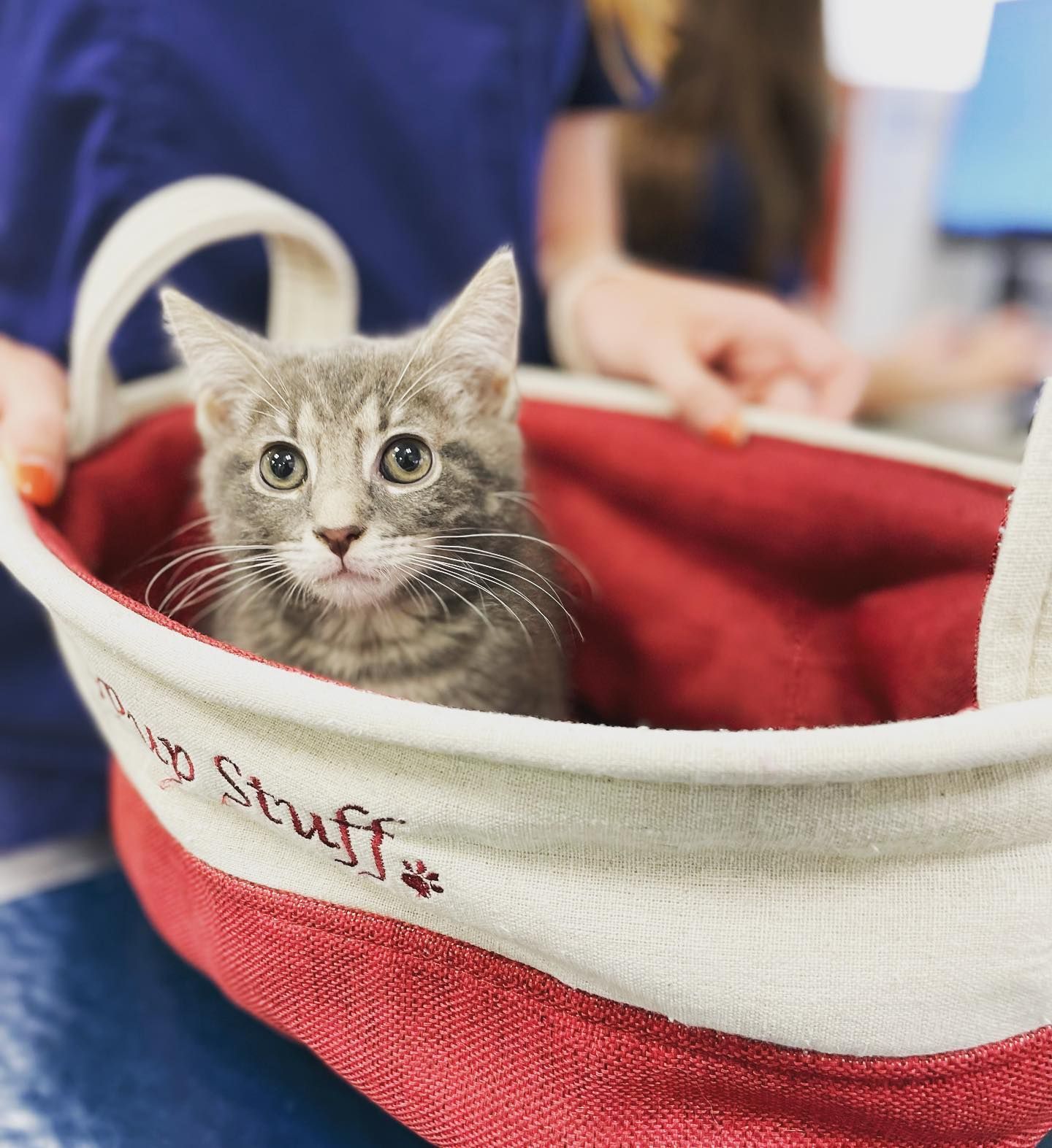 Gray tabby kitten sitting in a red-and-white tote bag, looking at the camera