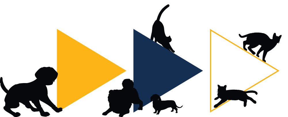Black cat silhouettes on yellow and blue play-button triangles, with small cat figures around them on white background