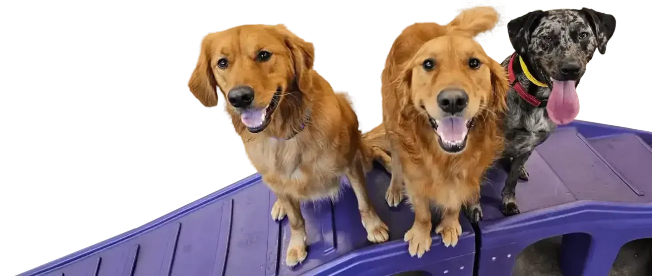 Three dogs standing on purple ramps, two golden and one black with tongue out
