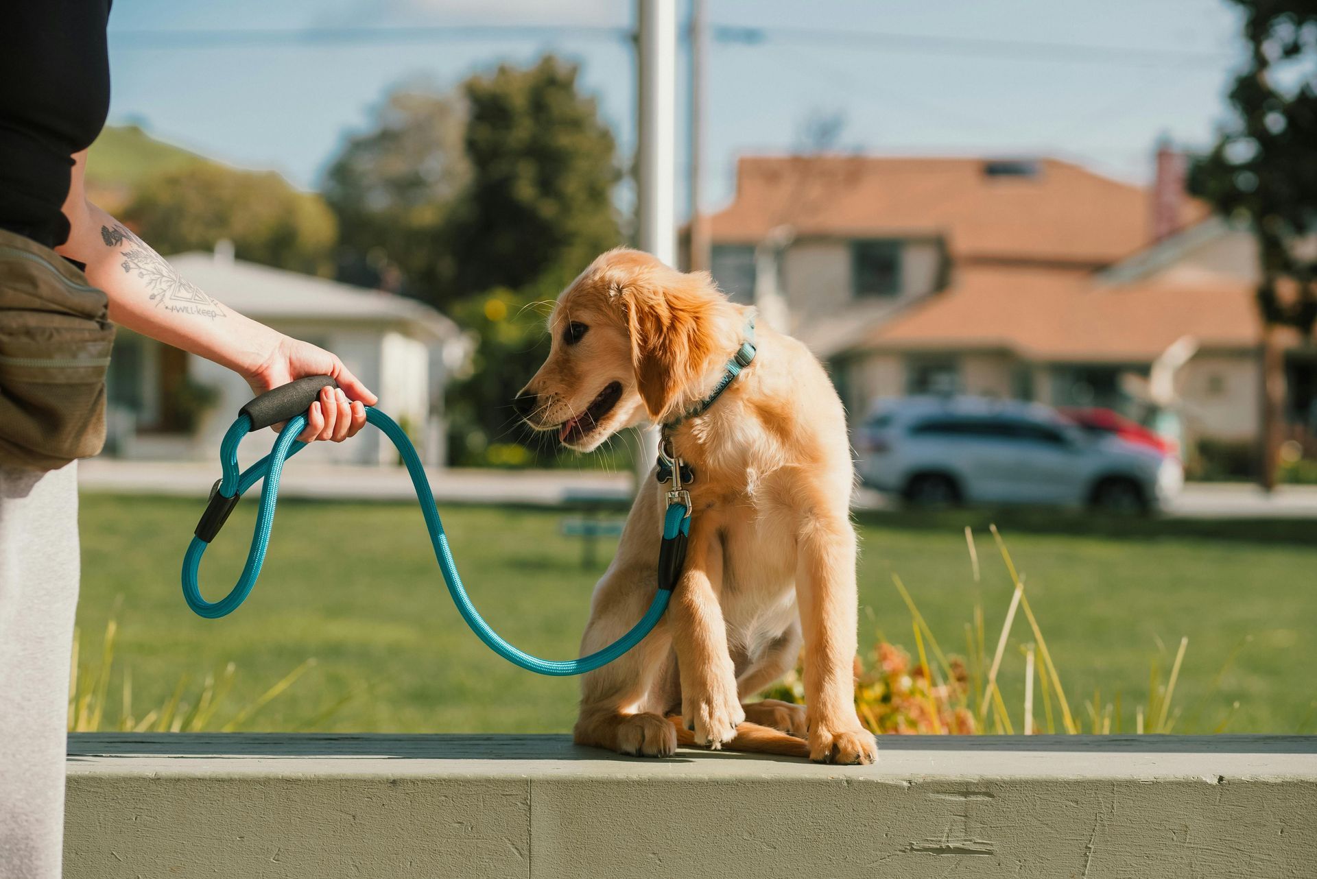 Golden retriever on a blue leash sits on a sidewalk beside a person in a grassy suburban park.