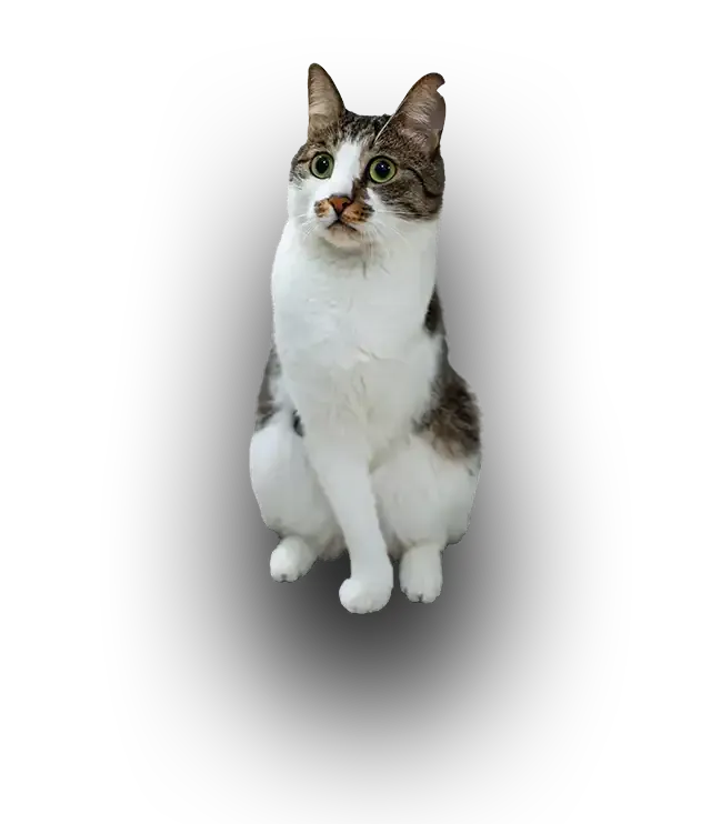 White and tabby cat sitting on a plain background, looking up attentively.