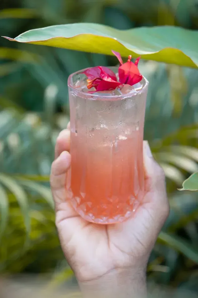 hotel en san antero con bar, cóctel con hielo y flor roja servido entre hojas tropicales.