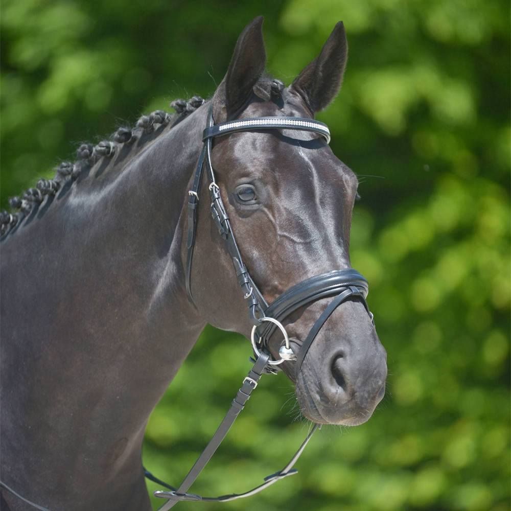 Black Horse in a Bridle, Head Turned Slightly — North Coast Stock Feeds in Byron Bay, NSW