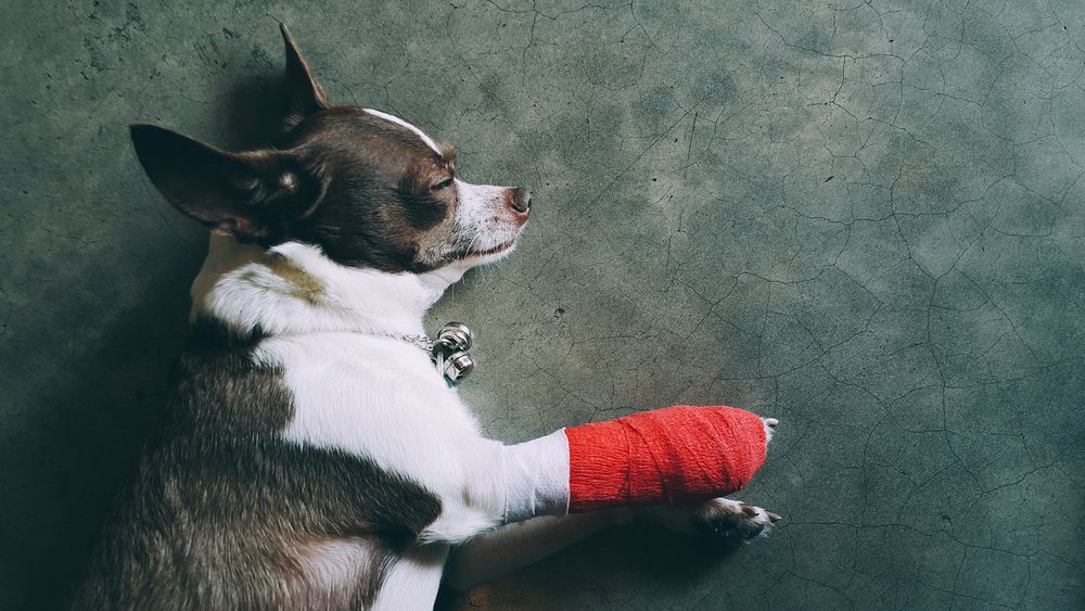 Chihuahua With Bandaged Front Paw, Resting on a Gray Surface — North Coast Stock Feeds in Ballina, NSW