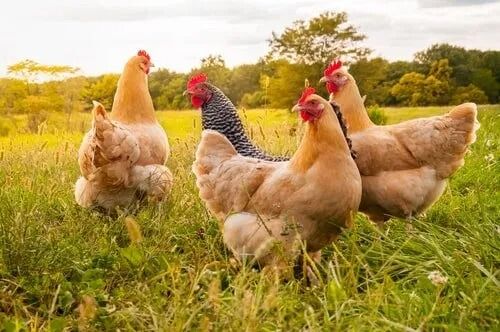 Chickens Grazing in a Grassy Field — North Coast Stock Feeds in Ballina, NSW