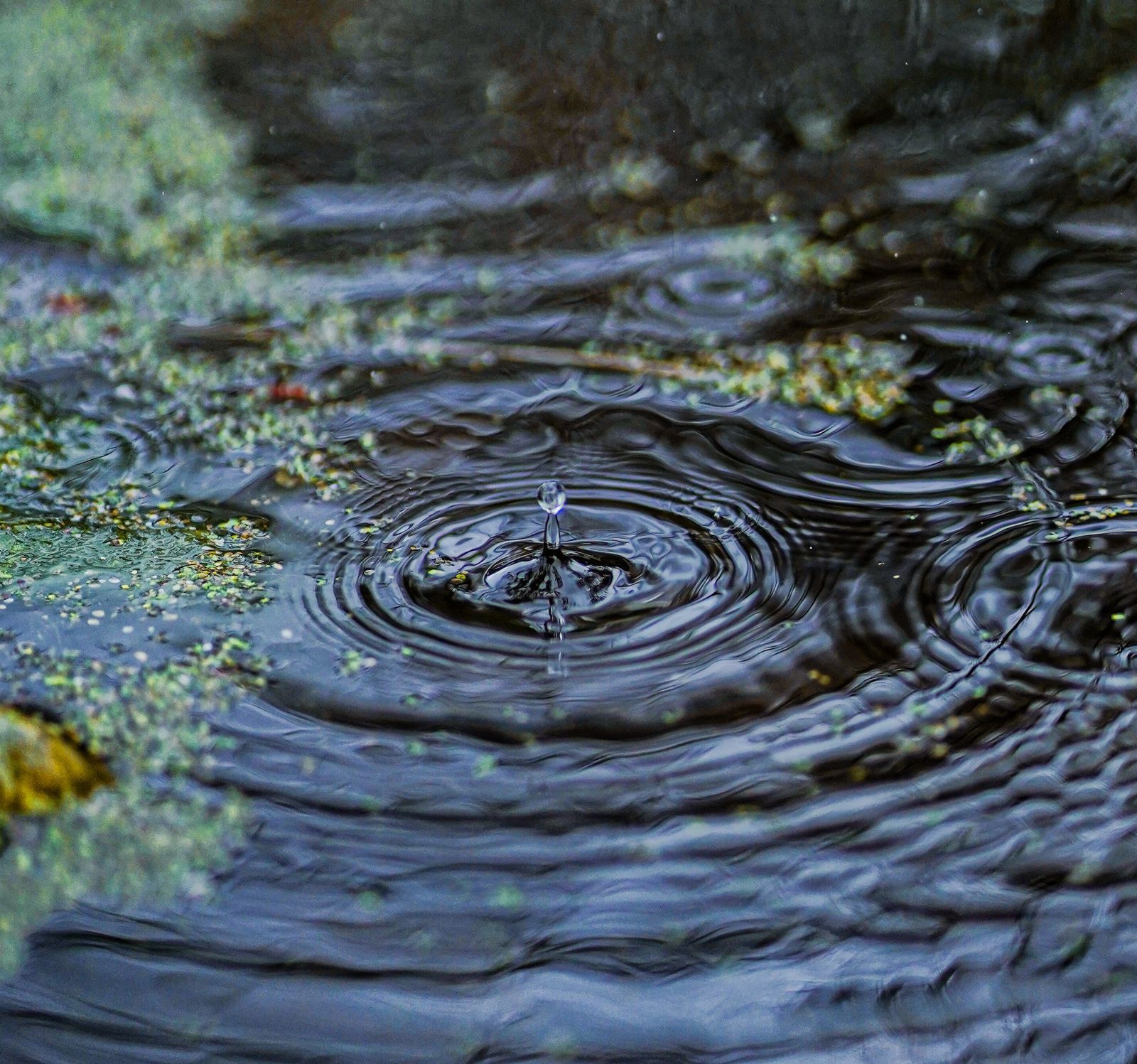 Water droplet creating expanding ripples across the surface.
