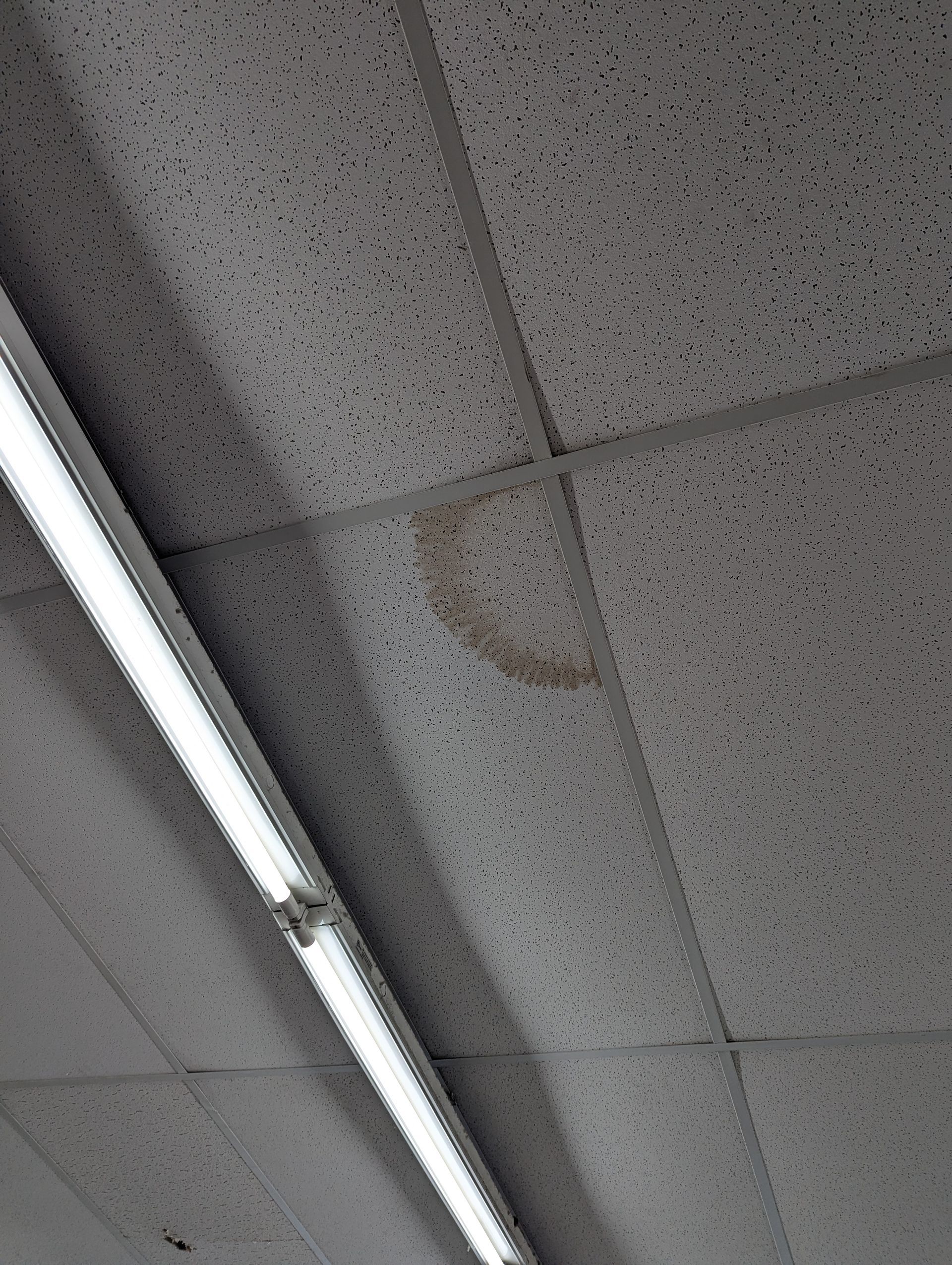 A brown water stain on a white acoustic drop-ceiling tile next to a fluorescent light fixture.
