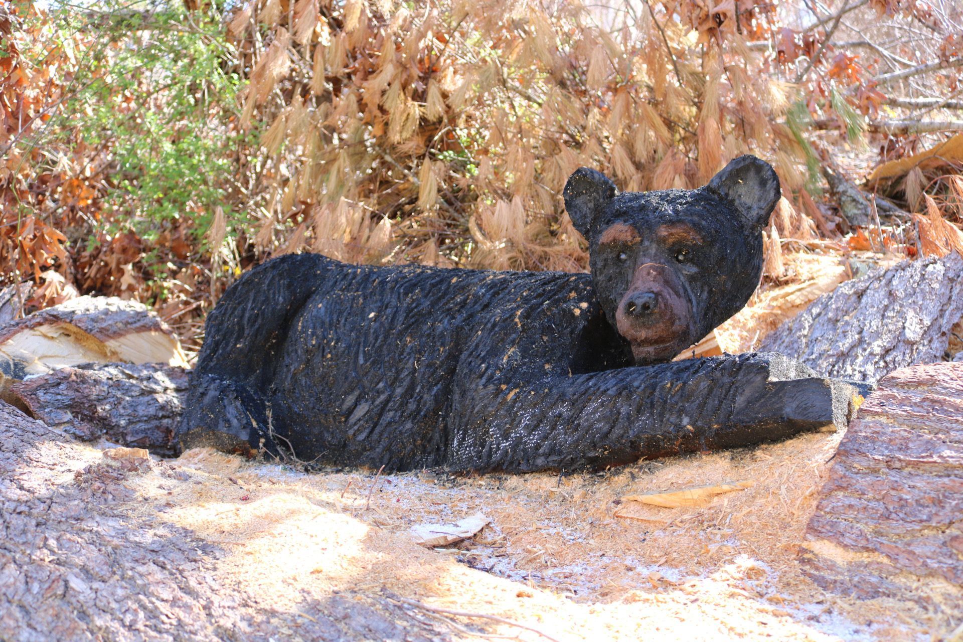 Black bear sculpture resting on sawdust and wood, in a natural outdoor setting.