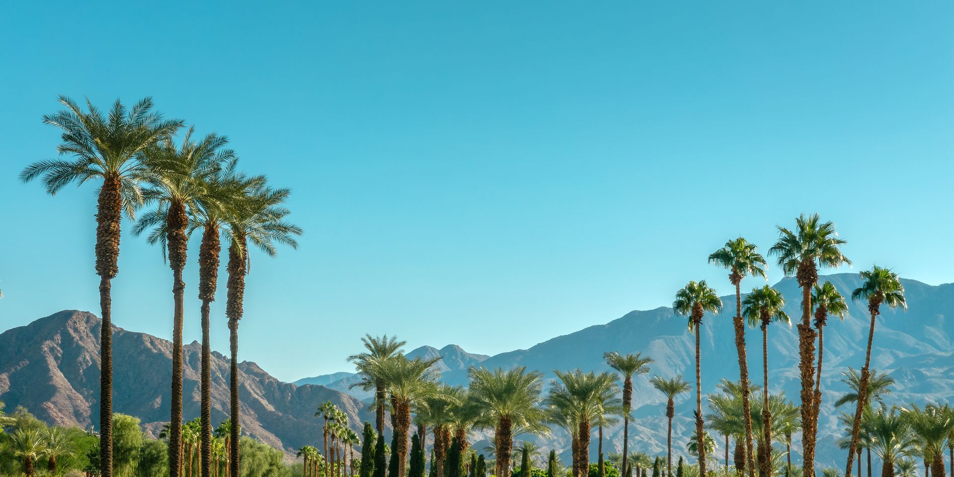 Palm trees with mountain backdrop under a clear blue sky in a sunny desert landscape