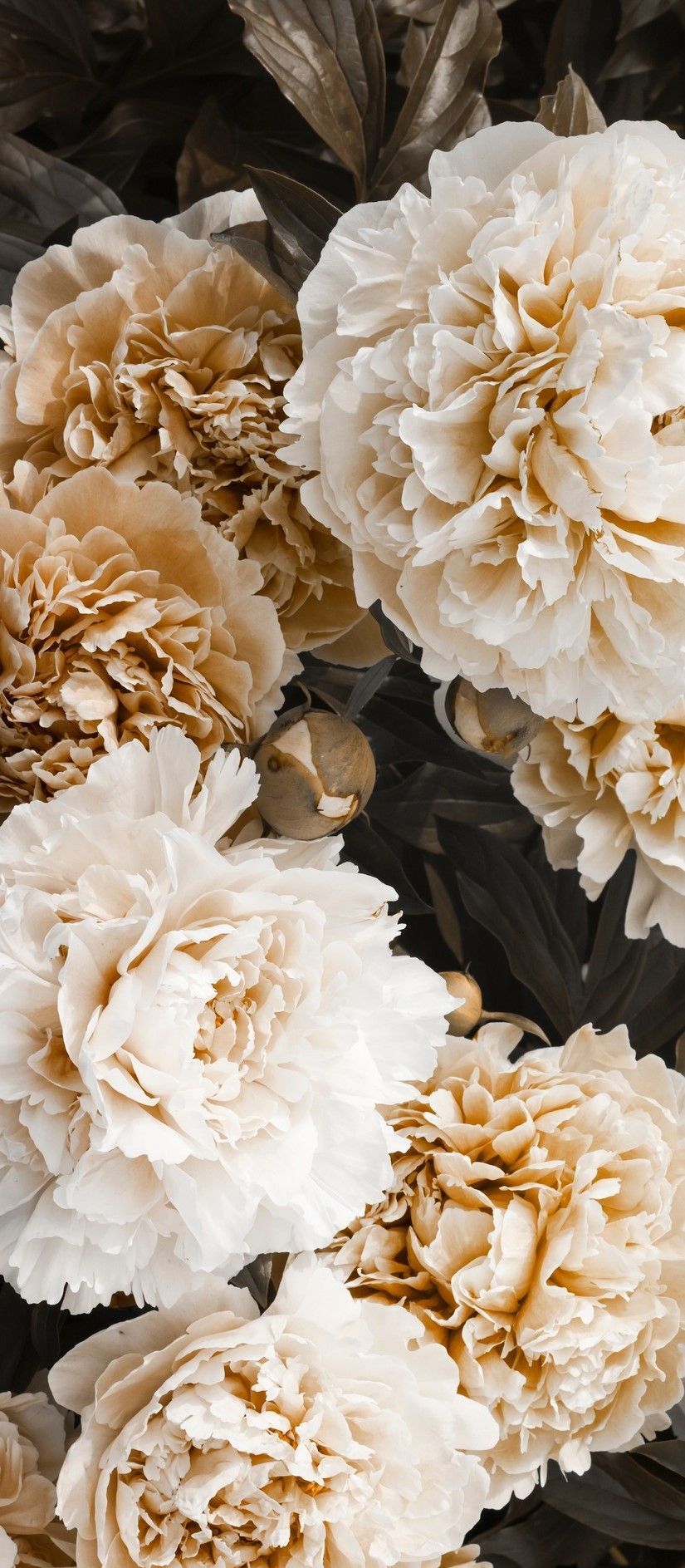 Send Flowers