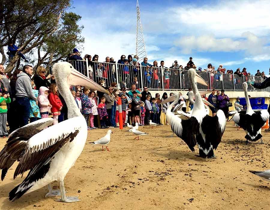 A group of tourists observing pelican feeding on the beach.