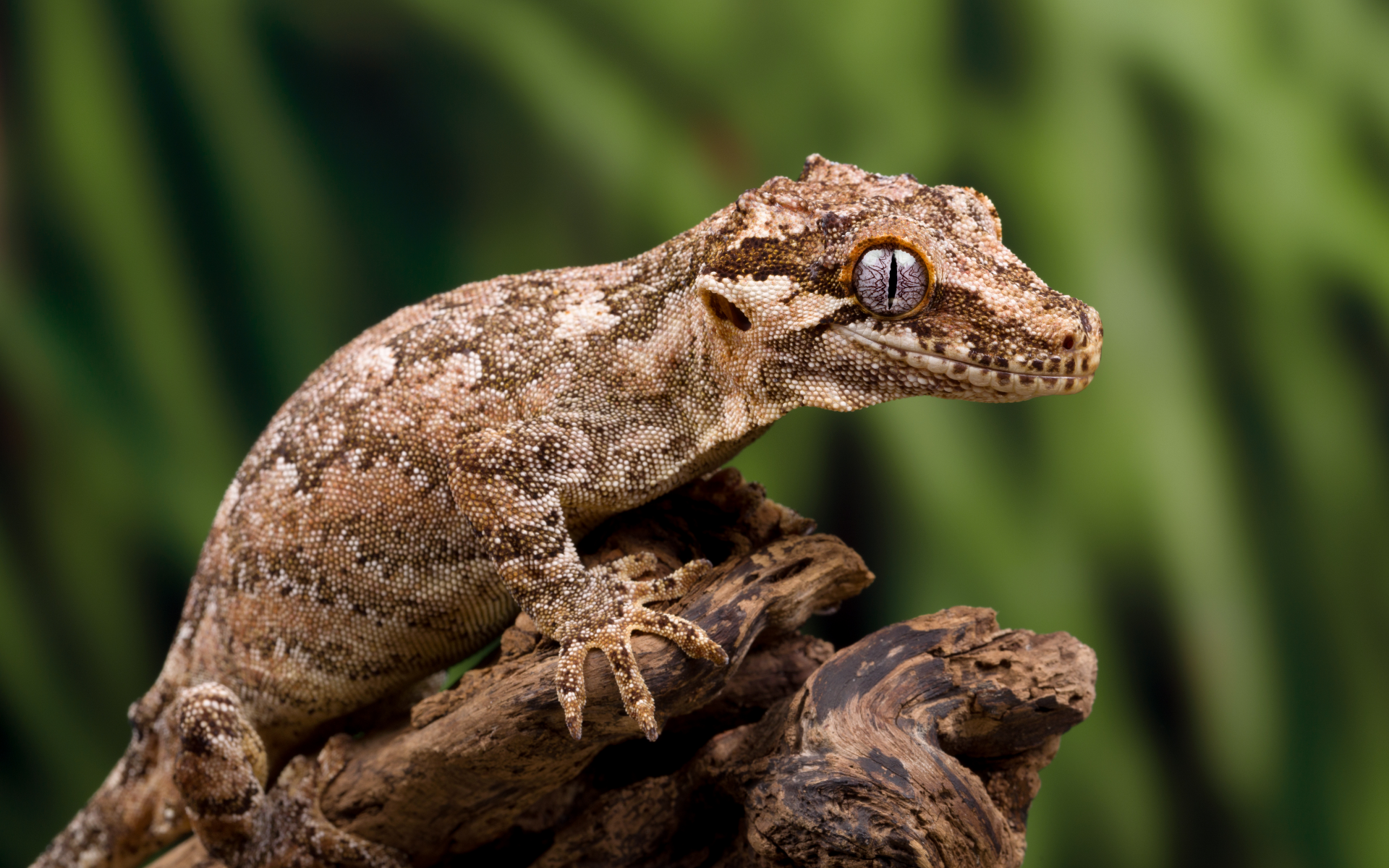 Gargoyle gecko