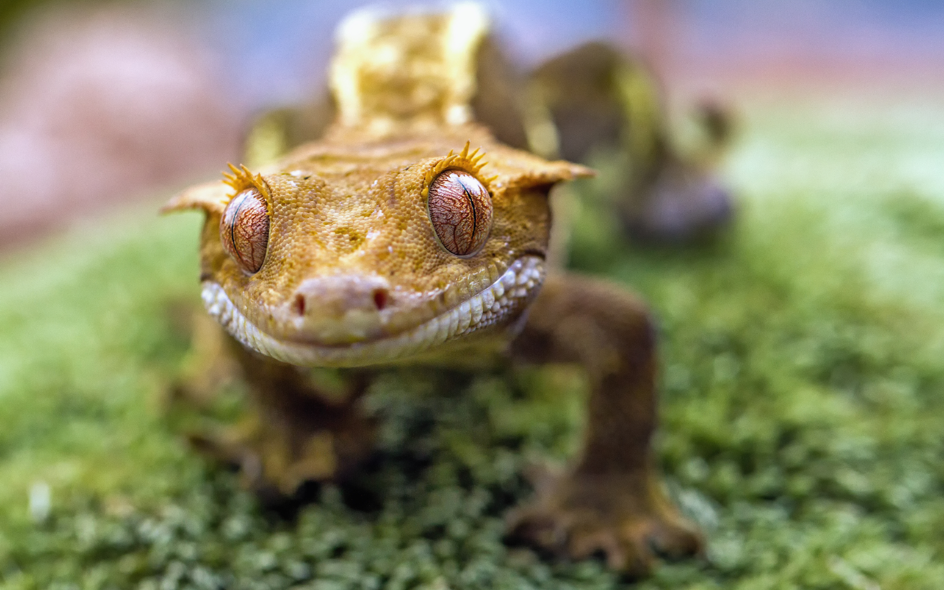 Crested gecko