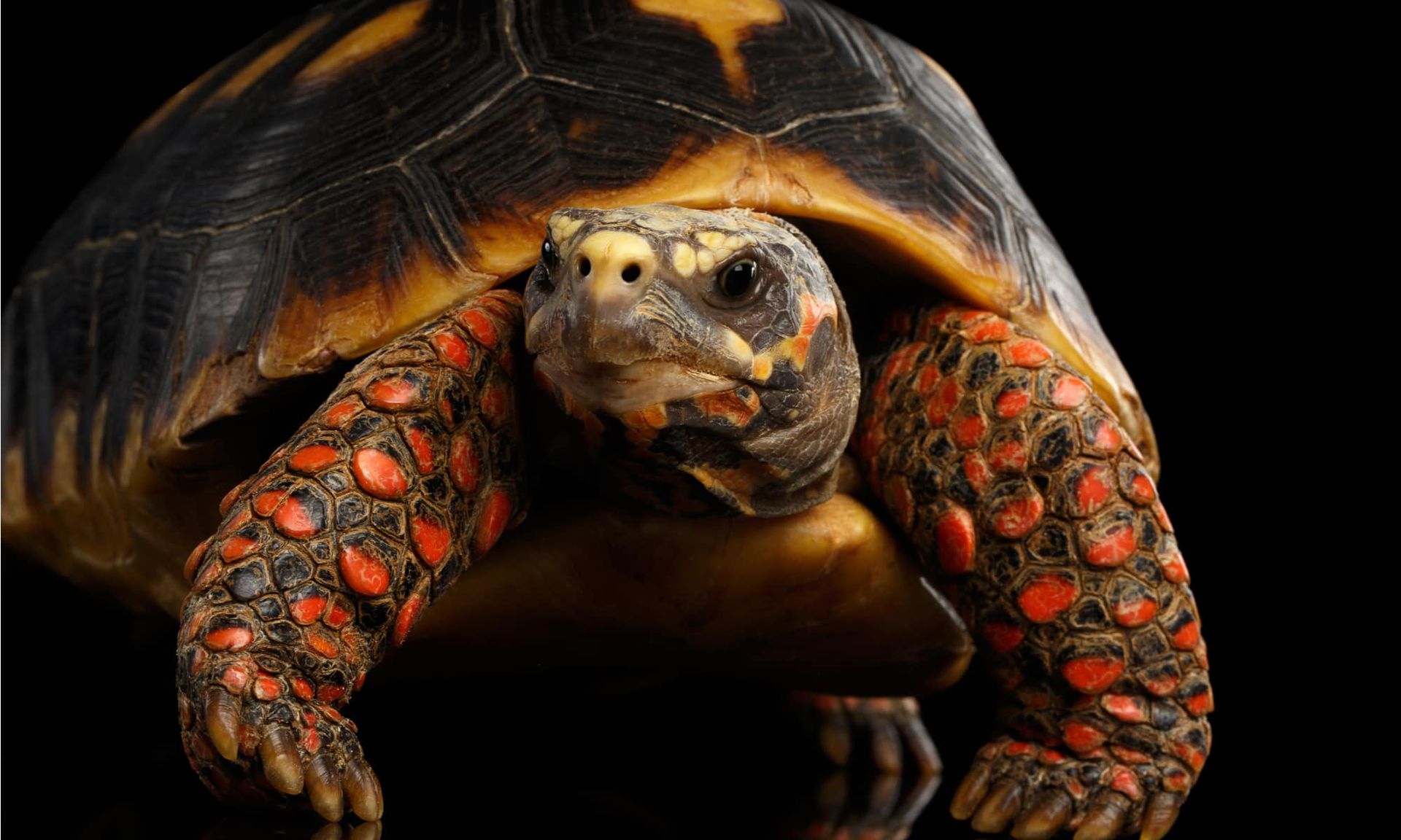 Red-footed tortoise