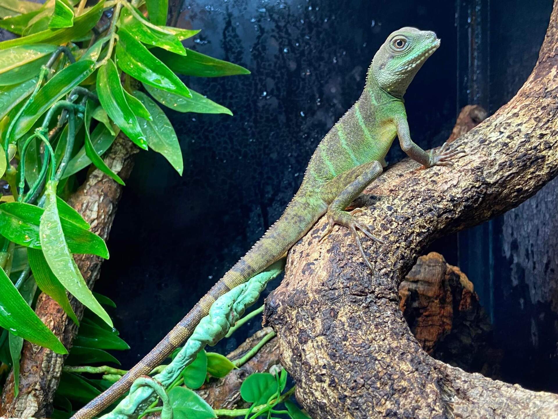 reptiles 5