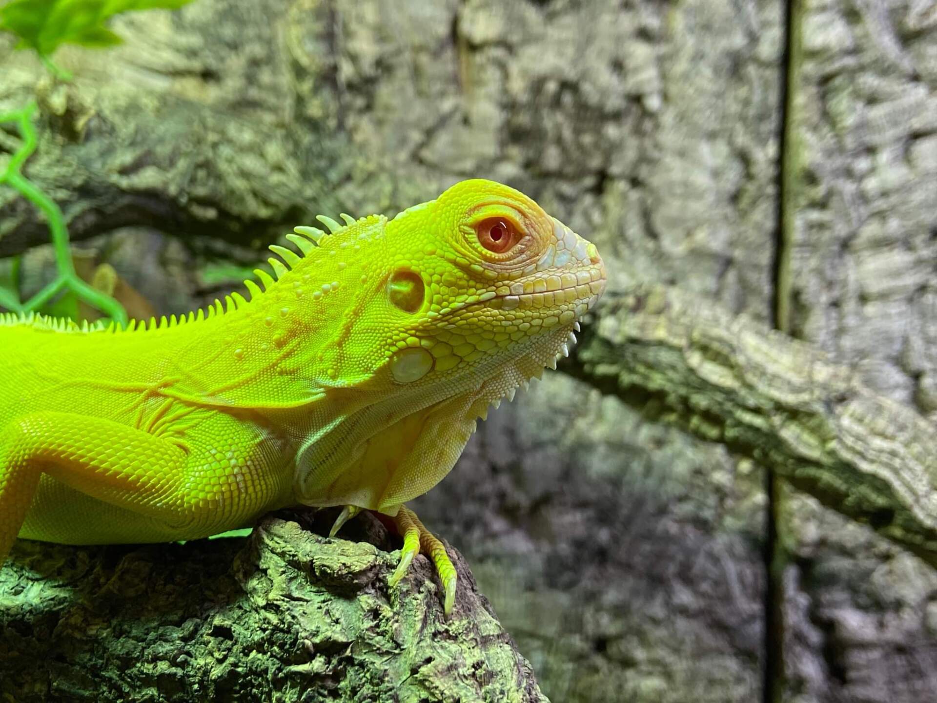 reptiles 2
