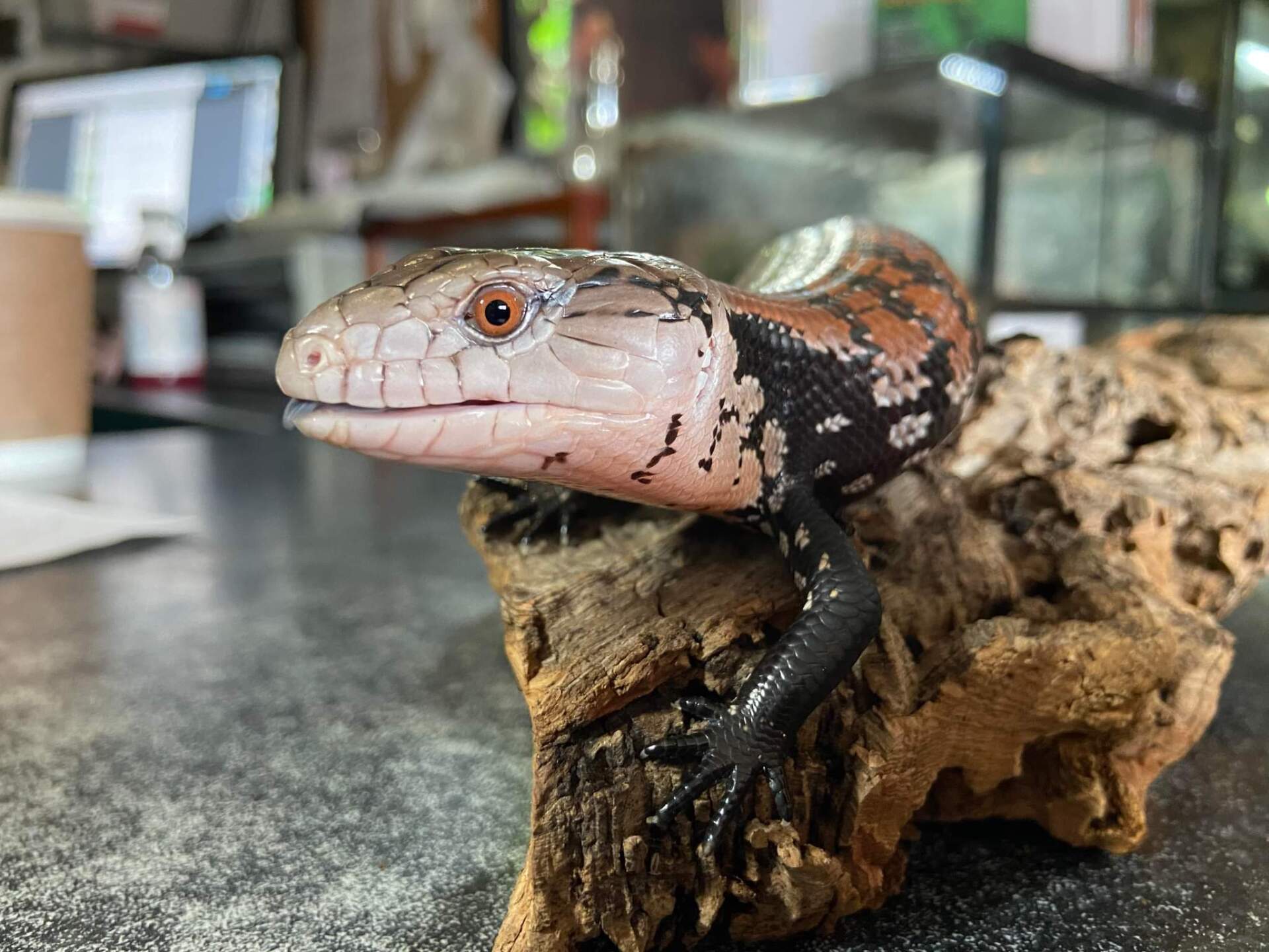 reptiles 4