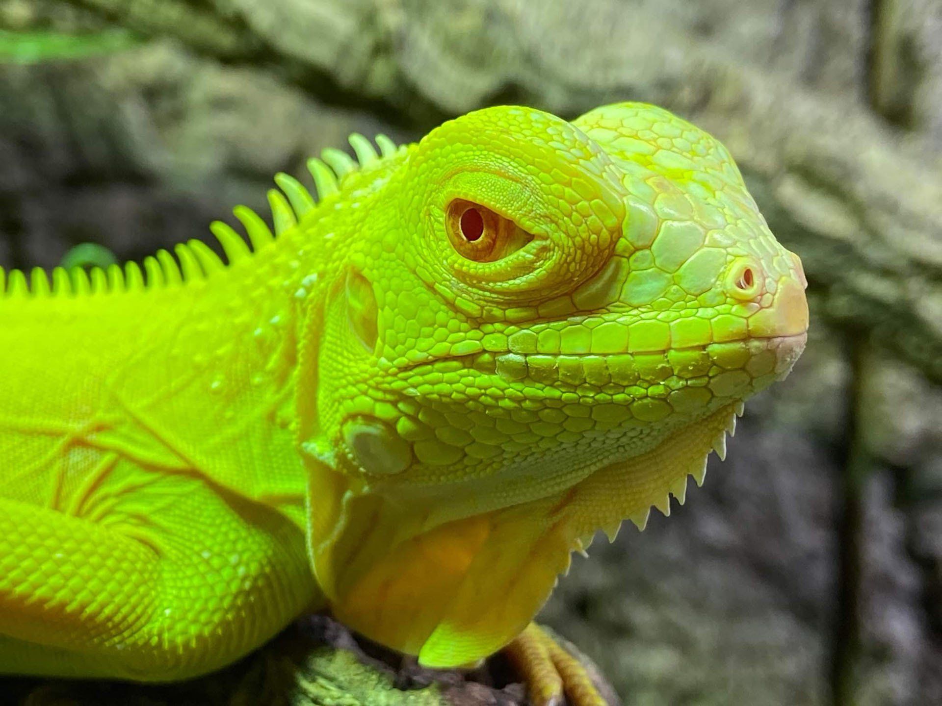 reptiles 3